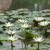 Water Flowers