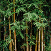 Bamboo